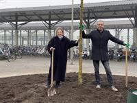 boom broederwal geplant door wethouder boom broederwal geplant door wethouder