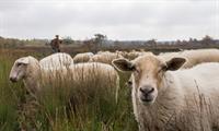 Foto van kudde heideschapen Foto van kudde heideschapen