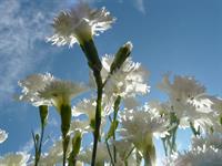 Witte anjer Witte anjer