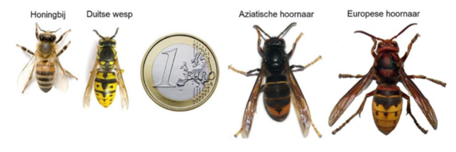 Afbeelding van Aziatische hoornaar, door de Oeterbij